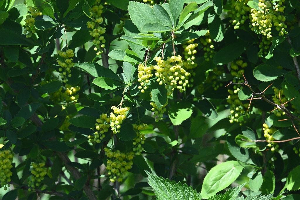 2025-05118075 Ipswitch River Wildlfe Sanctuary,  MA.JPG - Korean Barberry. Ipswitch River Wildlife Sanctuary,MA, 5-11-2025